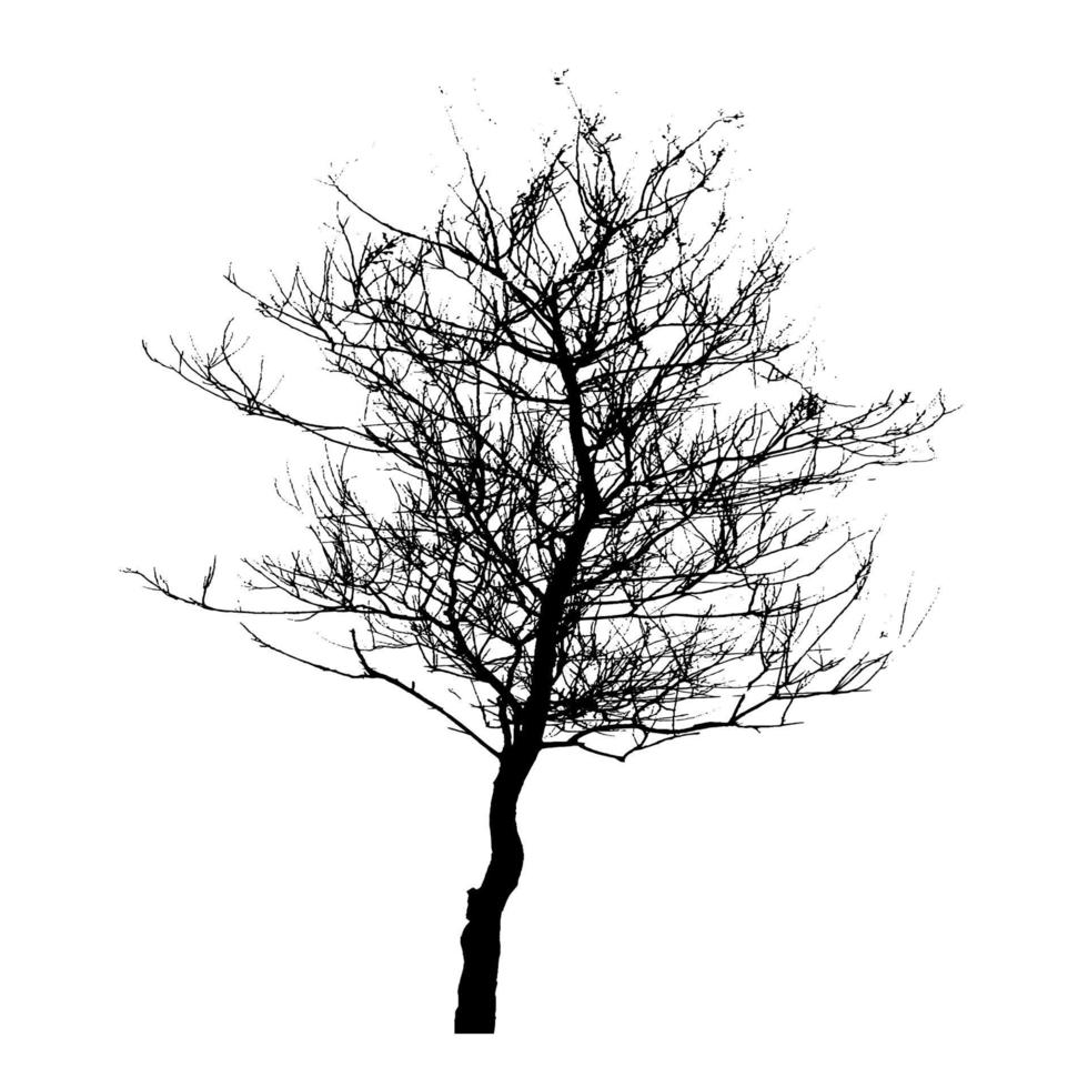 Tree Silhouette Isolated on White Backgorund. Vecrtor Illustrati vector
