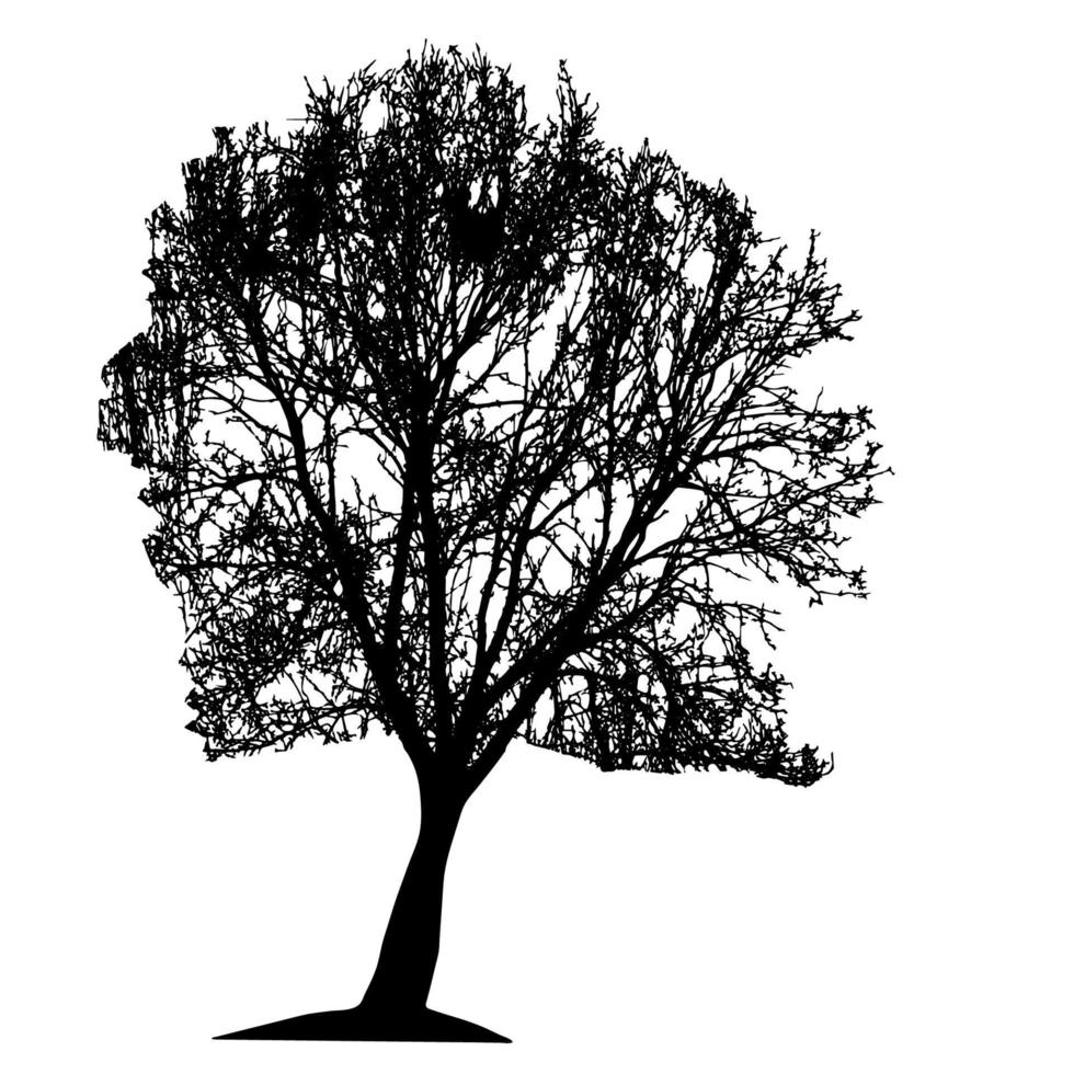 silueta de árbol aislado sobre fondo blanco. vecrtor illustrati vector