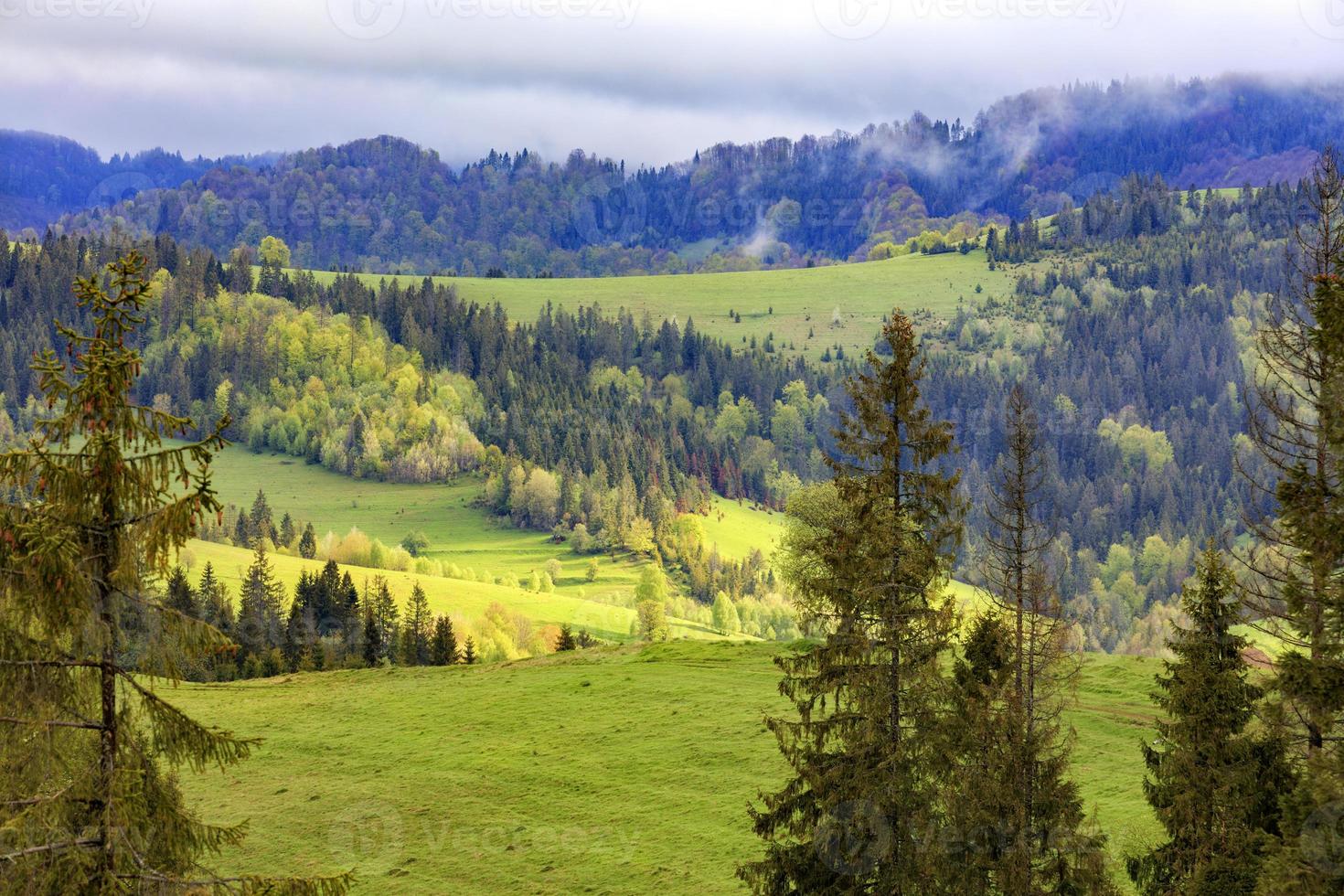 Single pines grow on the hillside in the Carpathians. Far away a flock of sheep graze. Mountain landscape, coniferous forests. photo