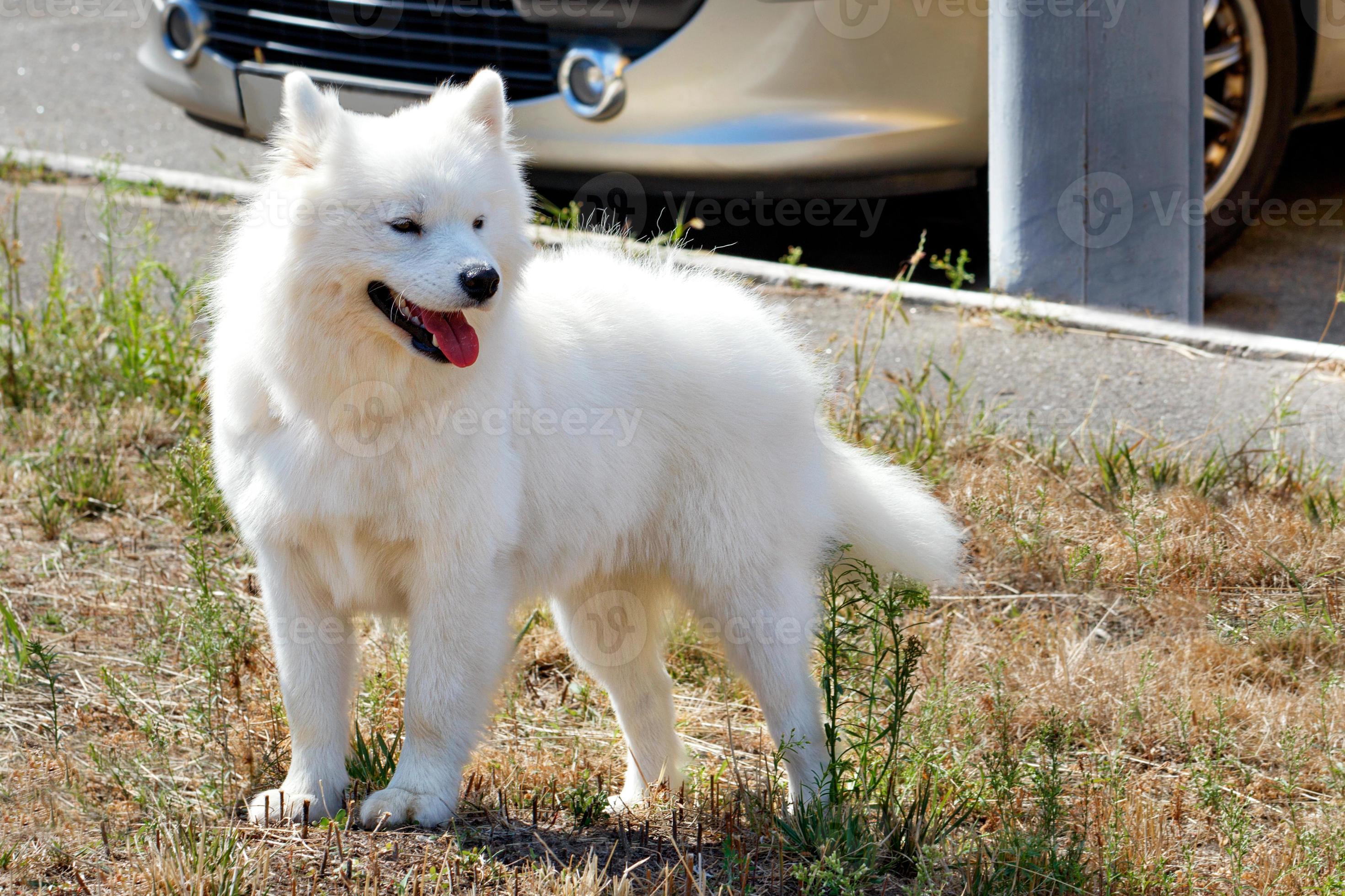 Portrait of a american eskimo walking on the sidewalk in the park. 4708849 Stock Photo at Vecteezy Portrait of a american eskimo walking on the sidewalk in the park. 4708849 Stock Photo at Vecteezy
