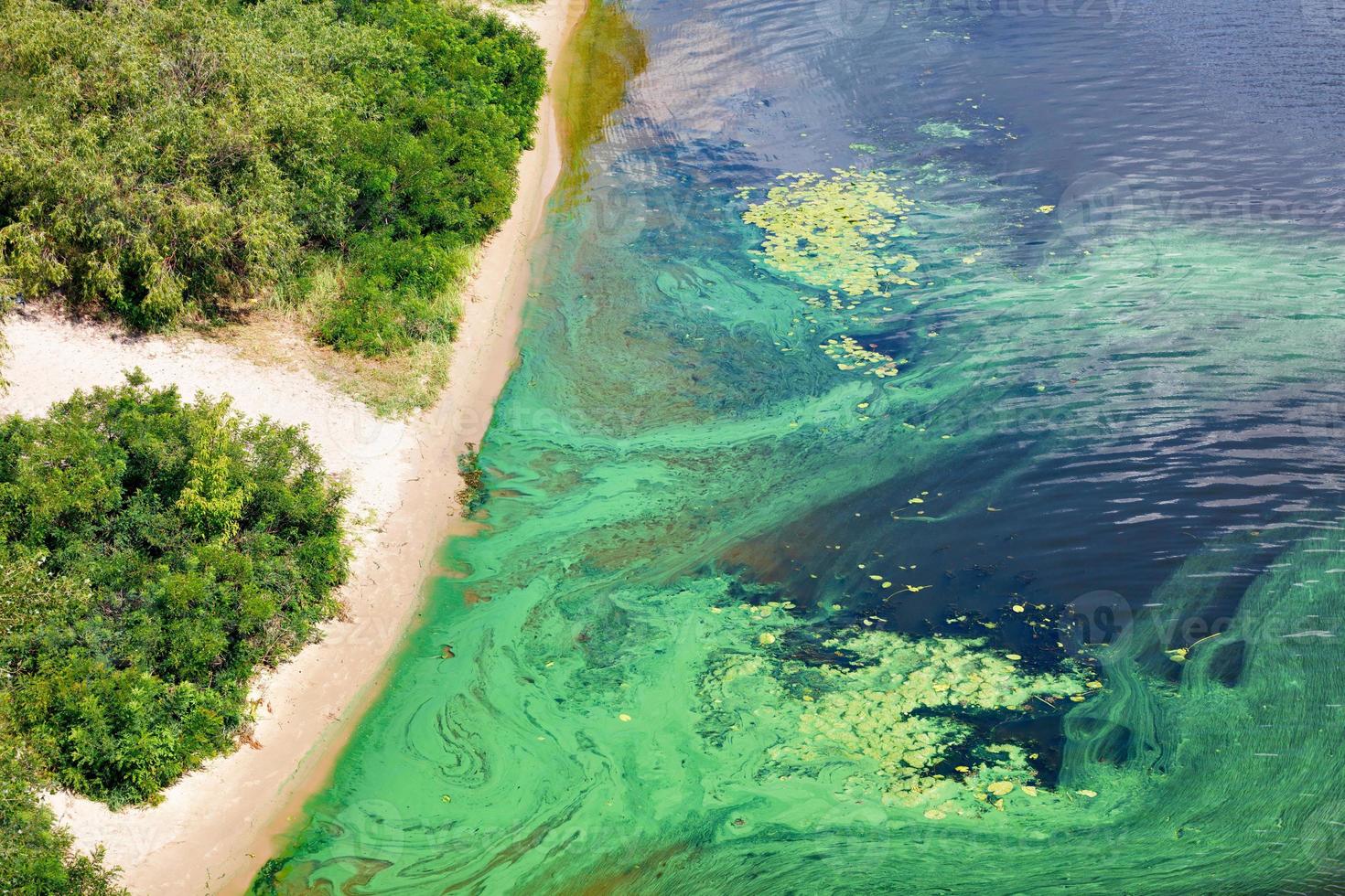 The coast on the surface of the river is covered with a pellicle of blue-green algae, copy space. photo