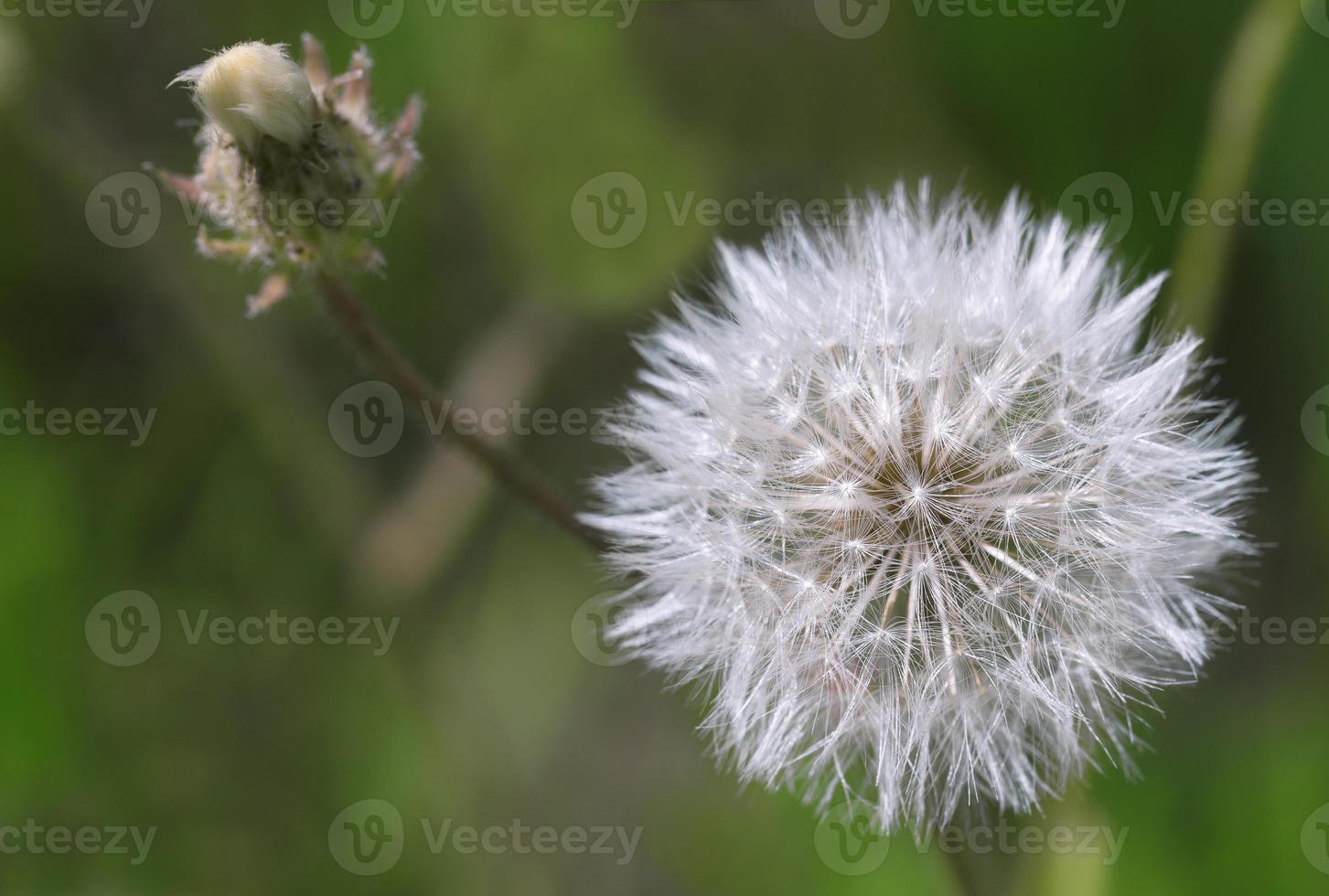 White and fluffy dandelion on a dark green blurred background photo