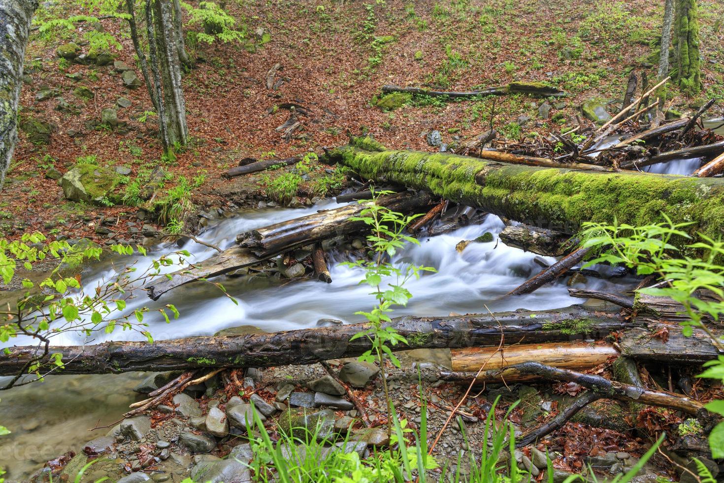 A moss-covered log fell through a forest stream in a damp, damp forest. photo