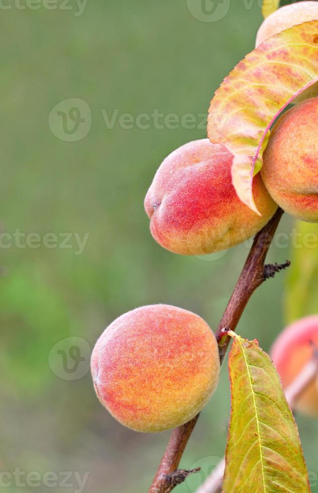 Sweet ripe peaches grow on a young tree branch, close-up. photo