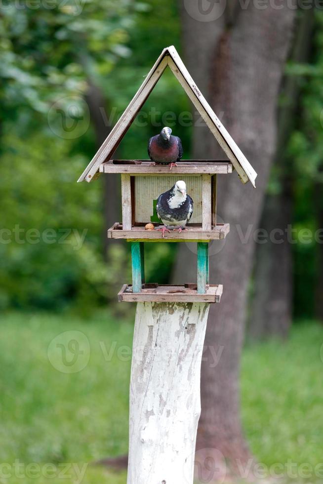 Two pigeons settled in a three-story bird feeder in a city park. photo