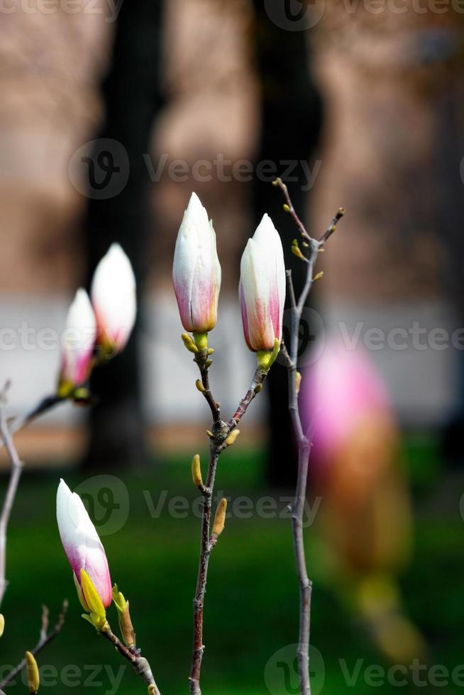 White-pink magnolia buds bloom in the spring garden. photo
