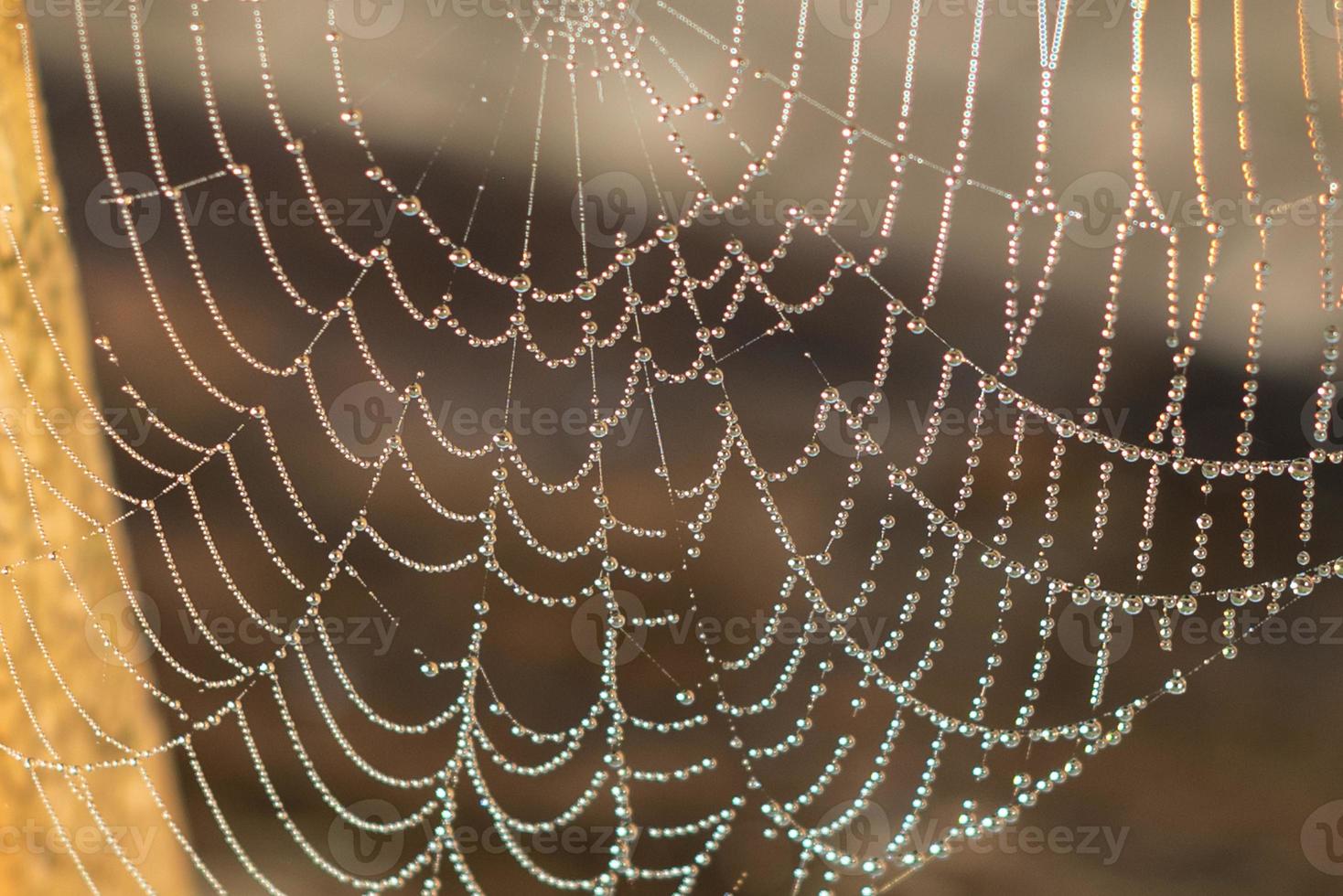 Beautiful web with dew drops on a cool summer morning photo
