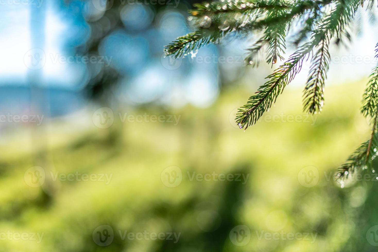 Beautiful green branches ate with droplets of dew after rain on a warm summer day photo