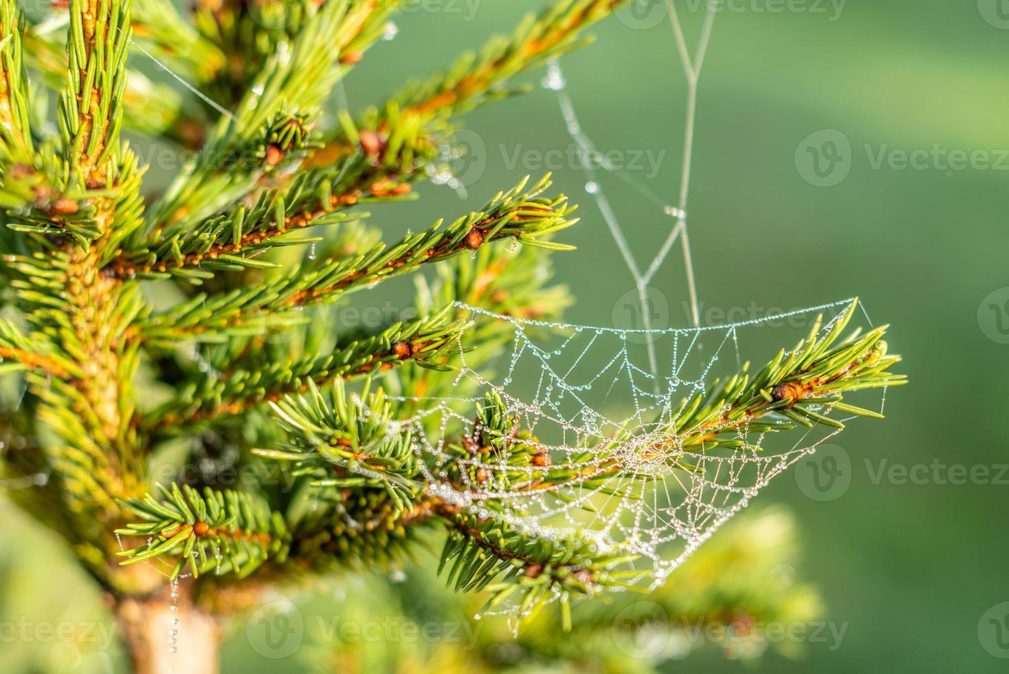 Beautiful web with dew drops on a cool summer morning photo