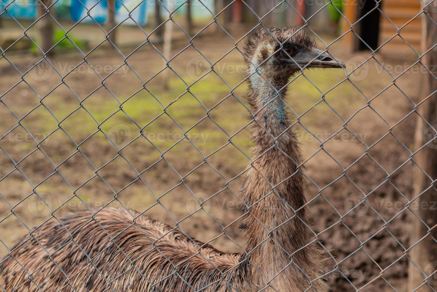 Adult ostrich of an emu in the open-air cage of a zoo photo