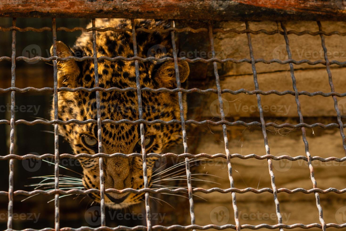 el leopardo macho está descansando foto