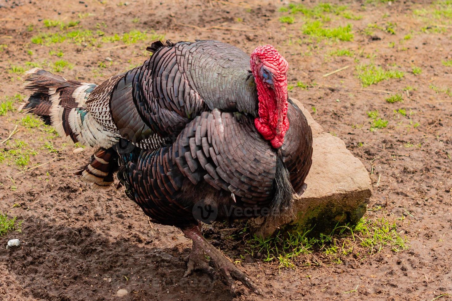 Beautiful adult multi-colored turkey-cock on the farmyard photo