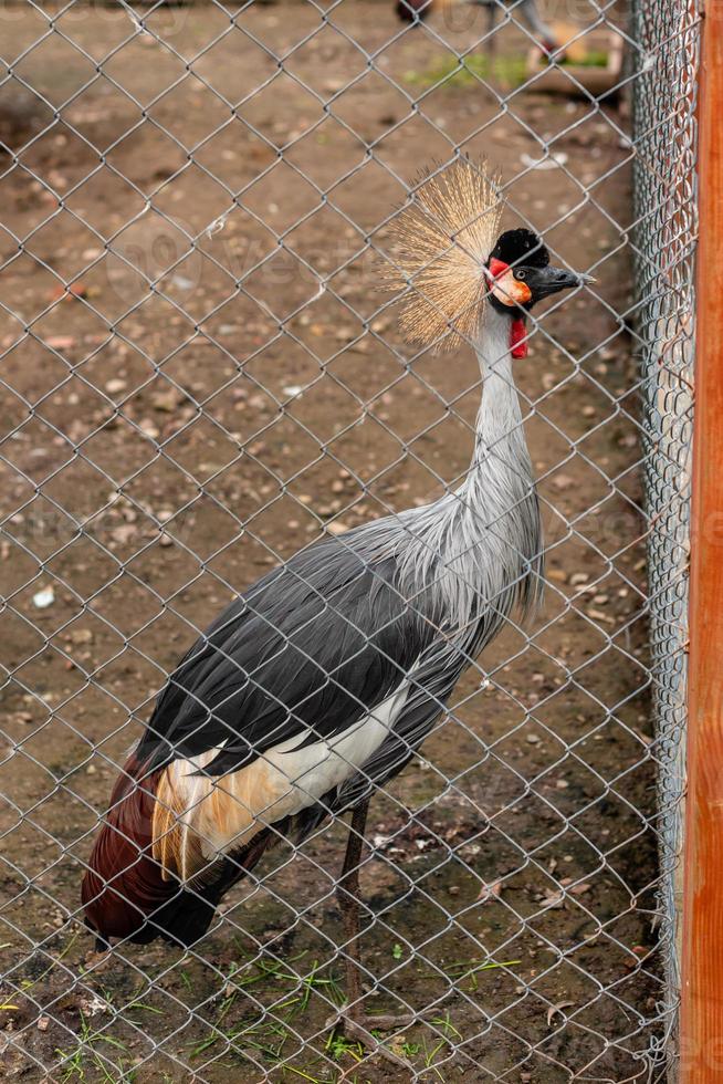 Grulla coronada en un zoológico en un día soleado de verano foto