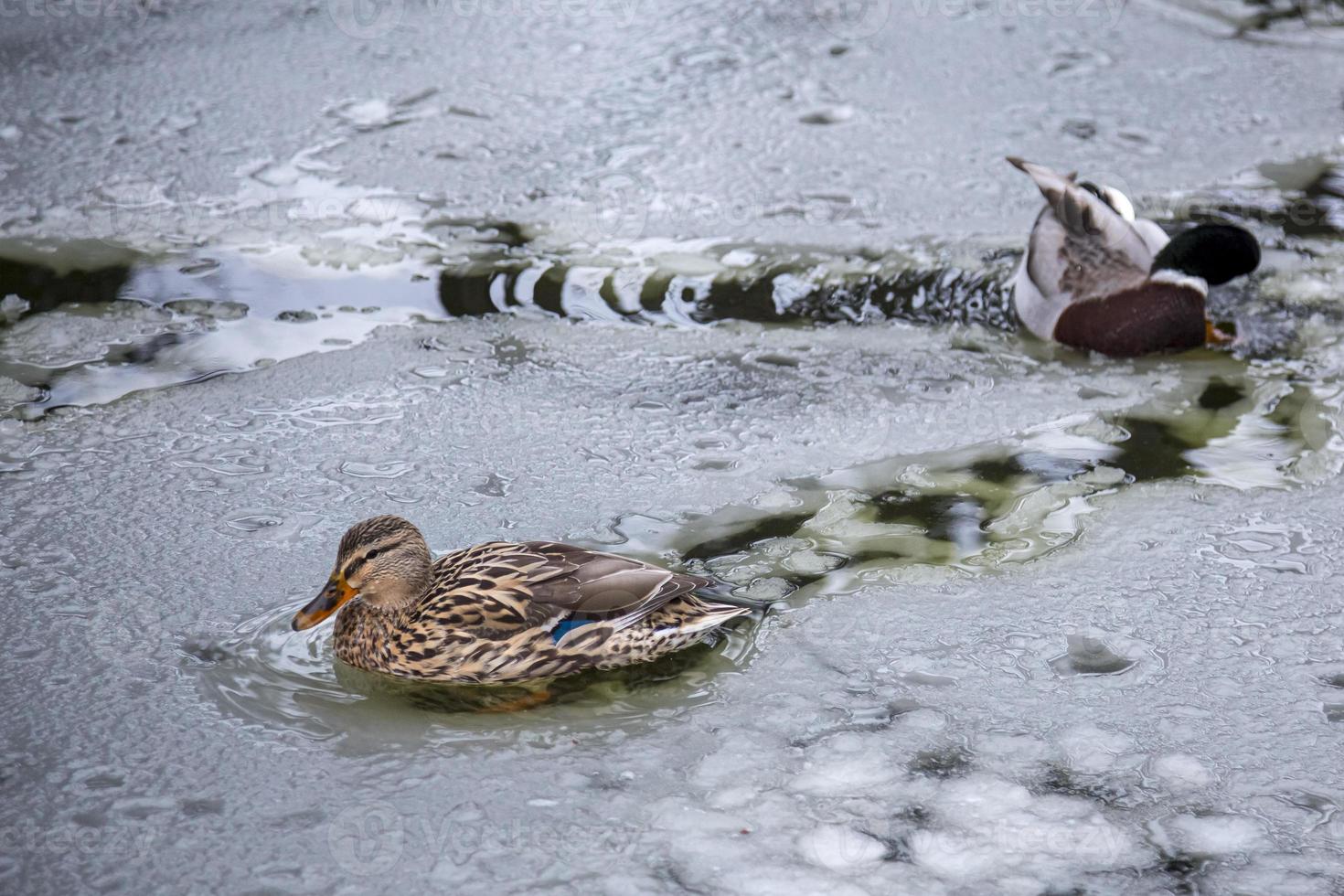 Male and female mallard ducks playing, floating and squawking in winter ice frozen city park pond. photo