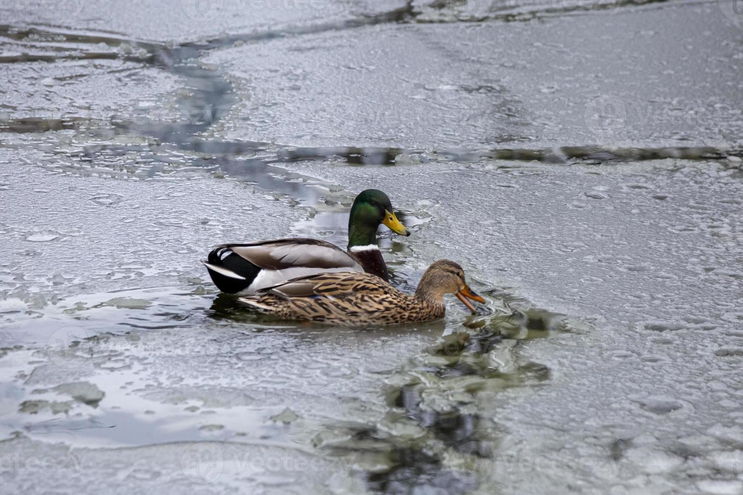 patos machos y hembras jugando, flotando y graznando en el estanque del parque de la ciudad congelada de hielo de invierno. foto