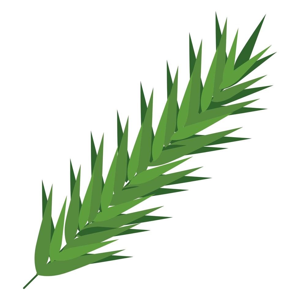 fir leaf plant vector