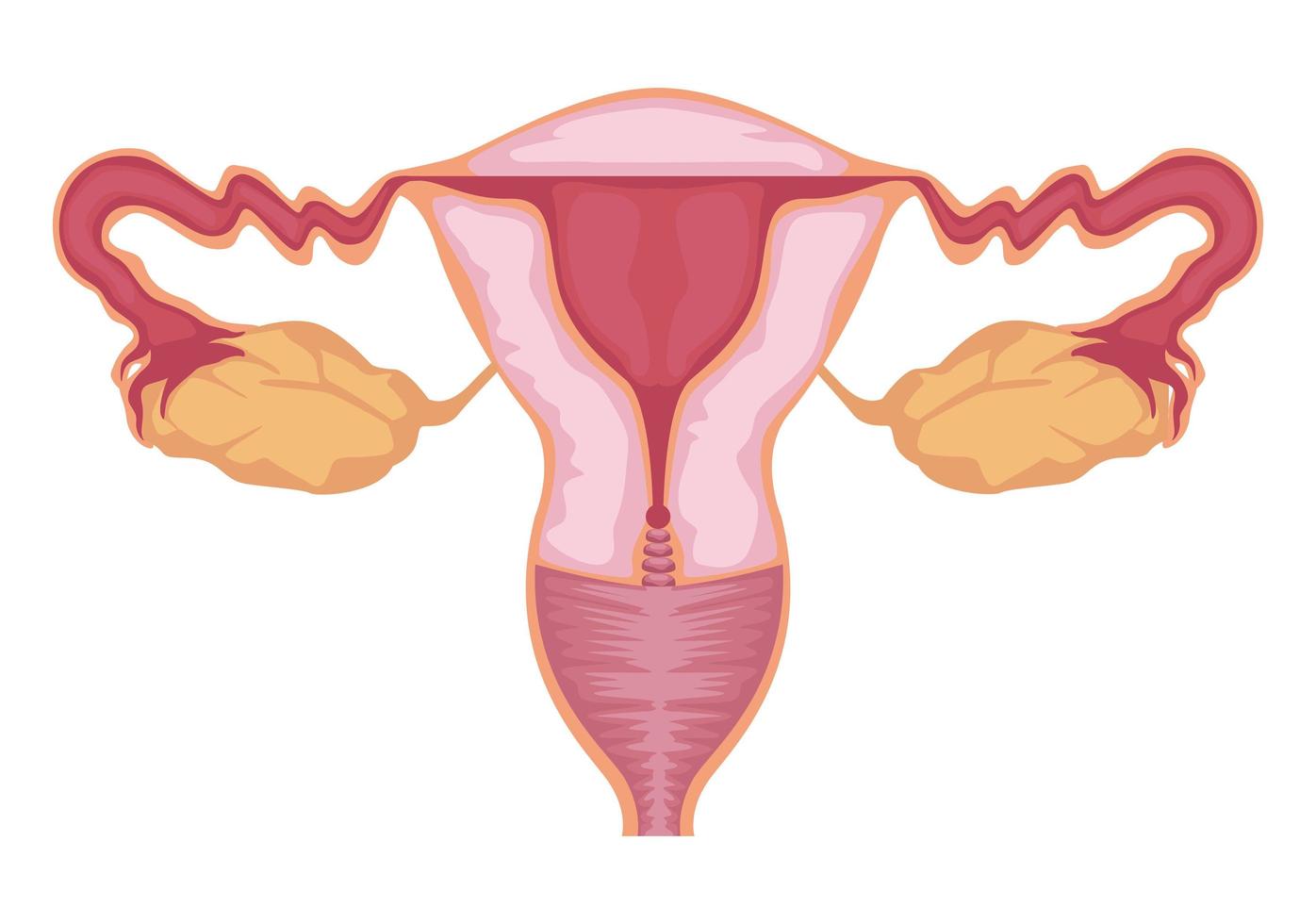 uterus female organ vector