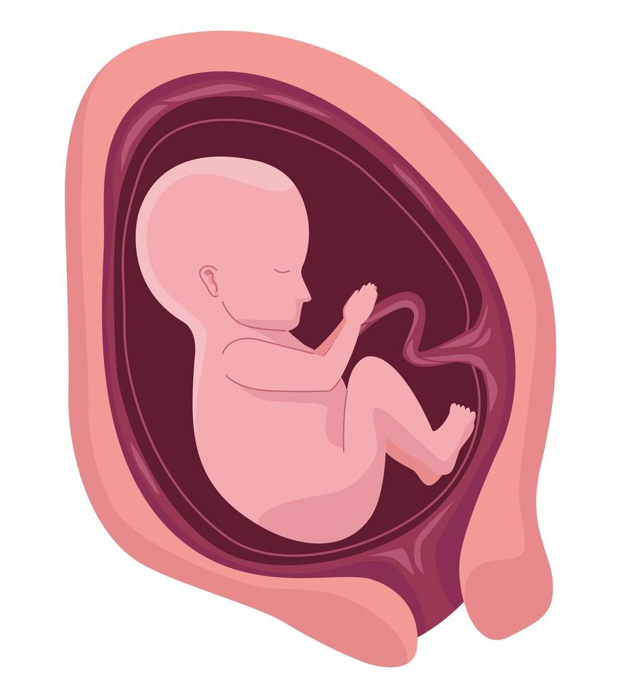 fetus with six months vector