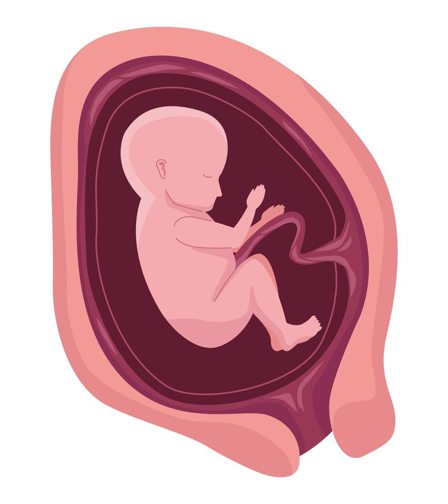 fetus with five months vector