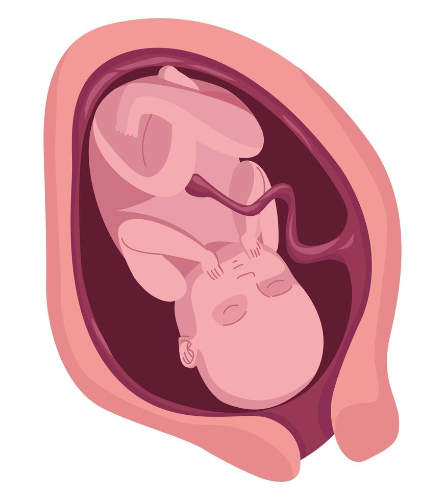 fetus with nine months vector