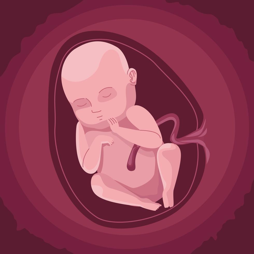 baby inside the womb vector