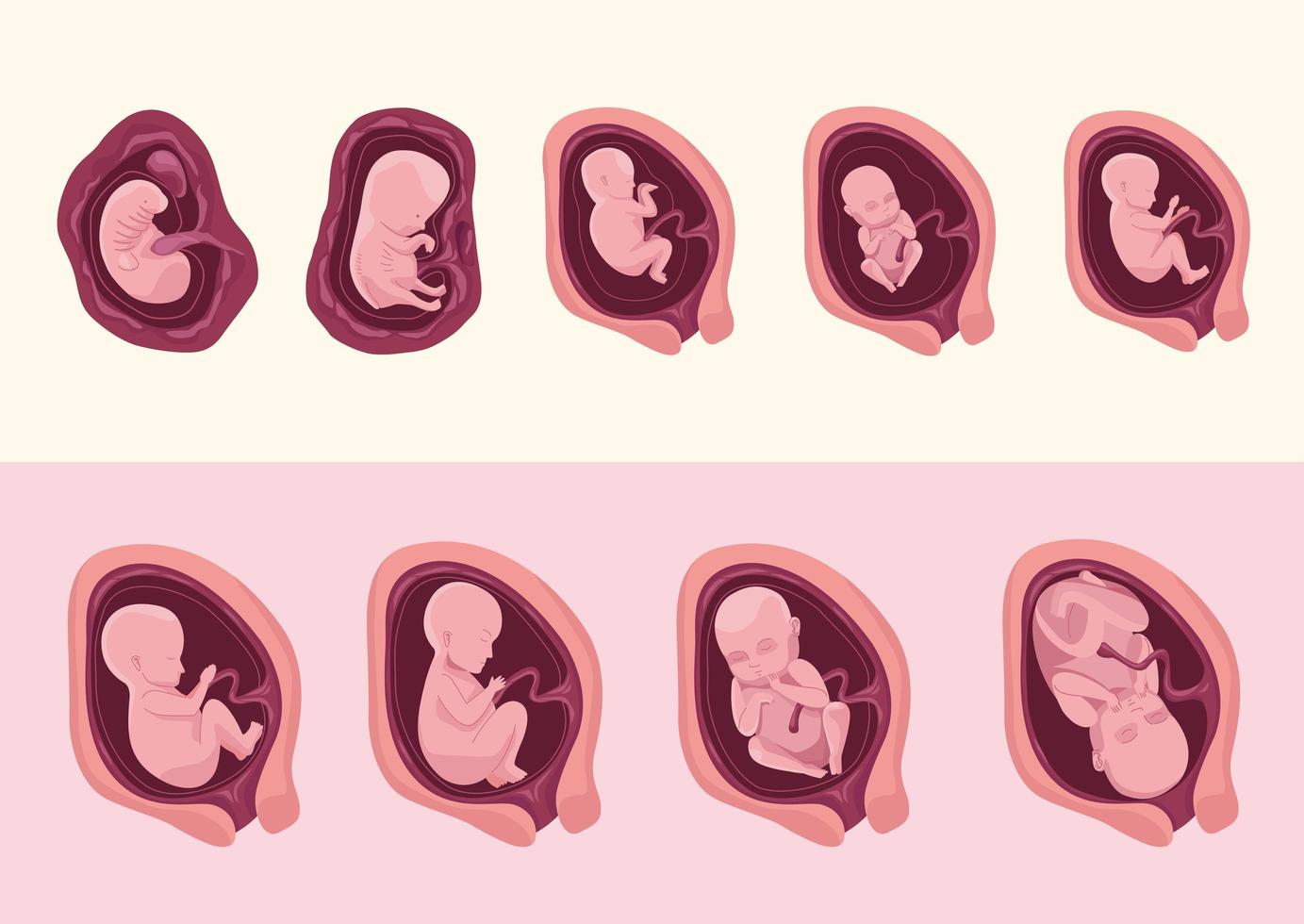 desarrollo embrionario nueve iconos vector