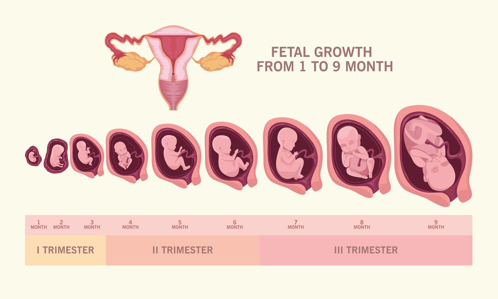 fetal growth and uterus vector