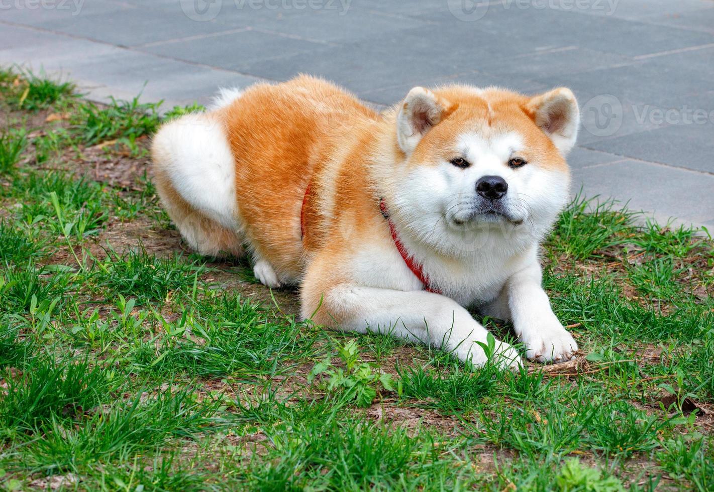 un amable perro akita inu yace sobre la hierba verde del césped de la ciudad. foto