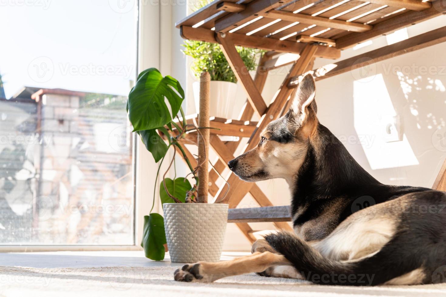 Lindo perro de raza mixta durmiendo en el salón sobre la alfombra foto