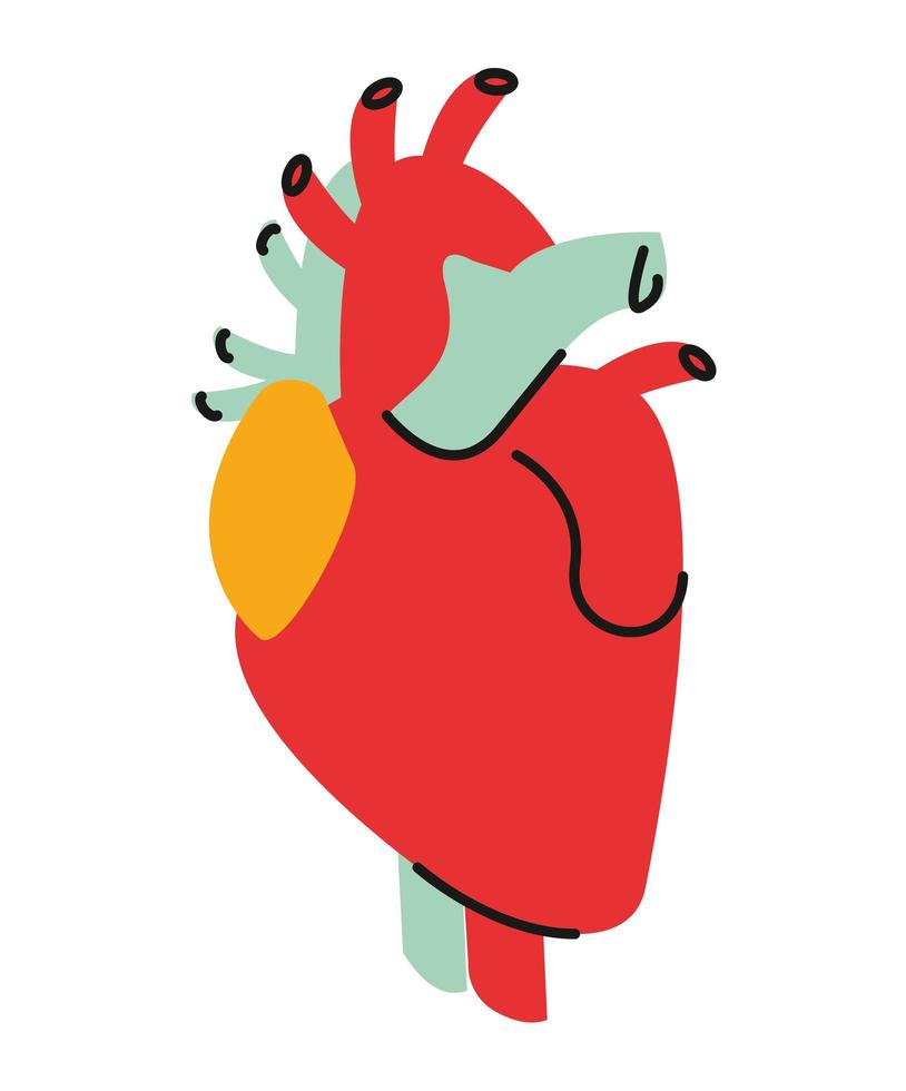 corazon organo humano vector