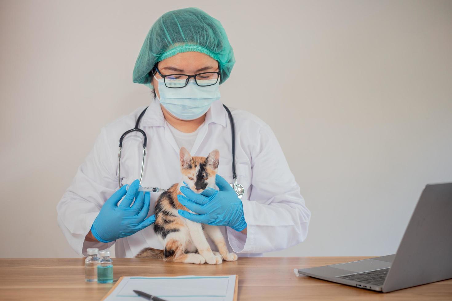 el veterinario examina al gato y lo vacuna. foto