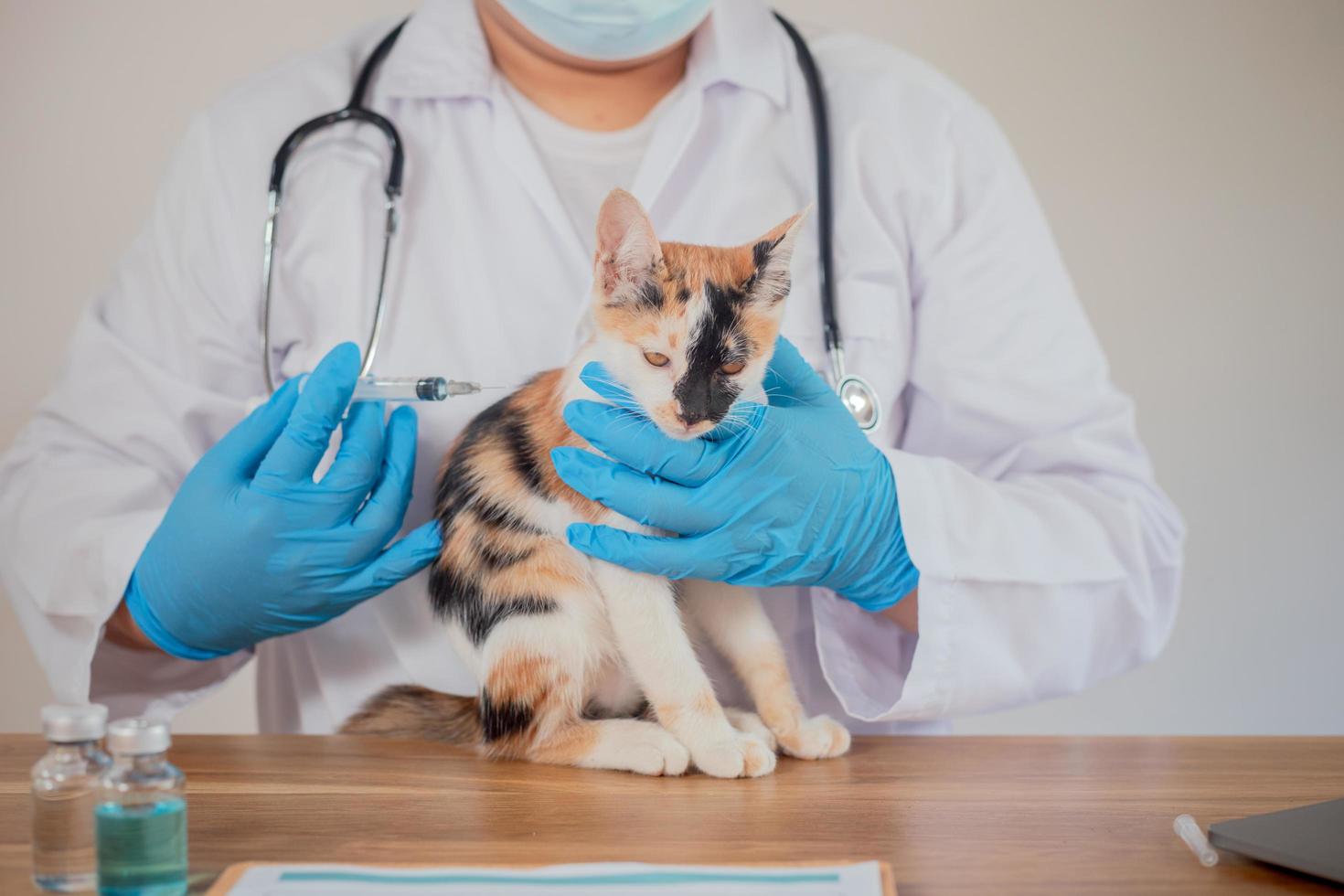 The vet is examining the cat and vaccinating it. photo