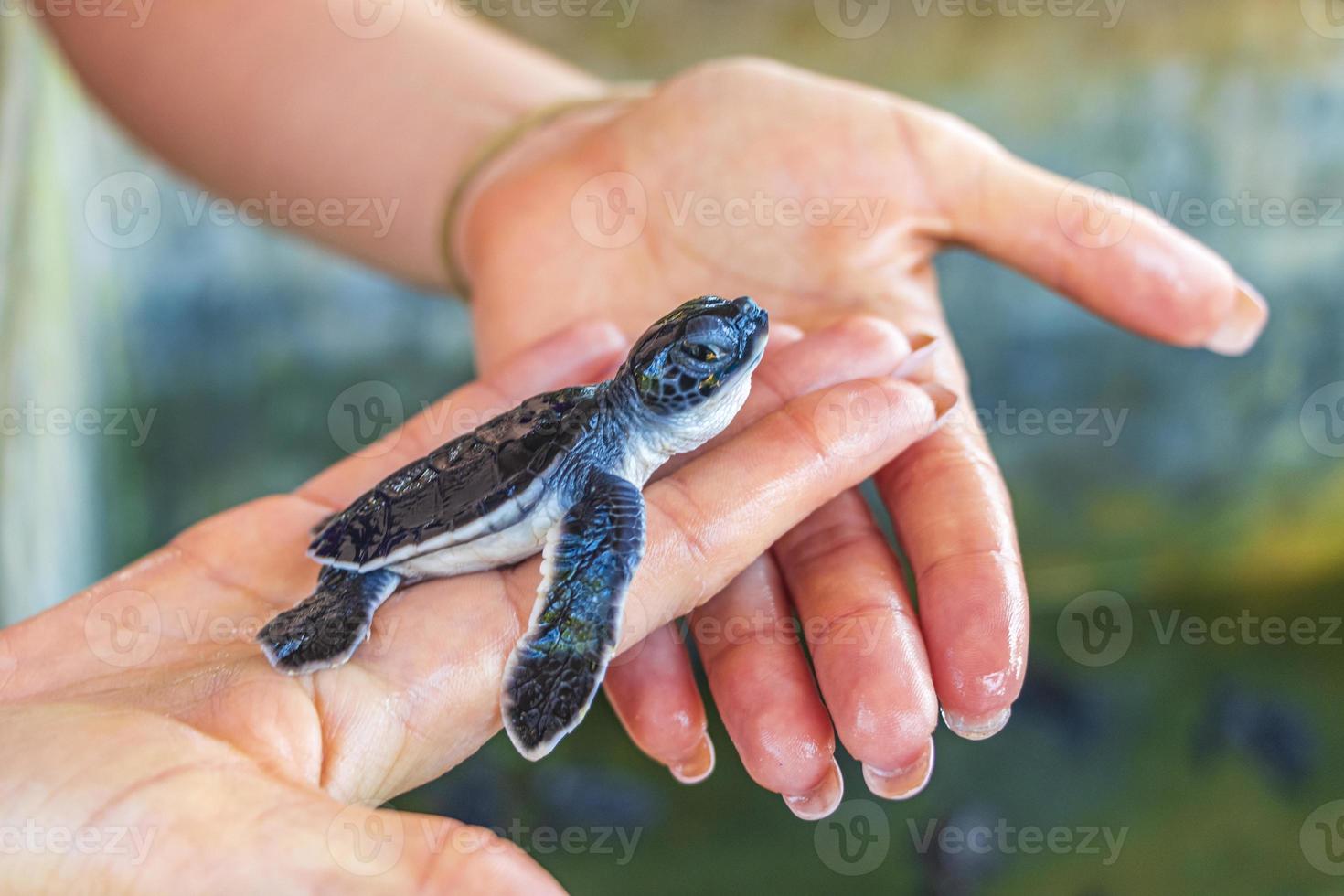 Cute black turtle baby on hands in Bentota Sri Lanka. photo