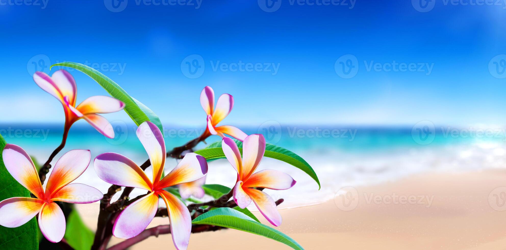 light white tropical flower beautiful bouquet with exotic green leaf on land nature. photo