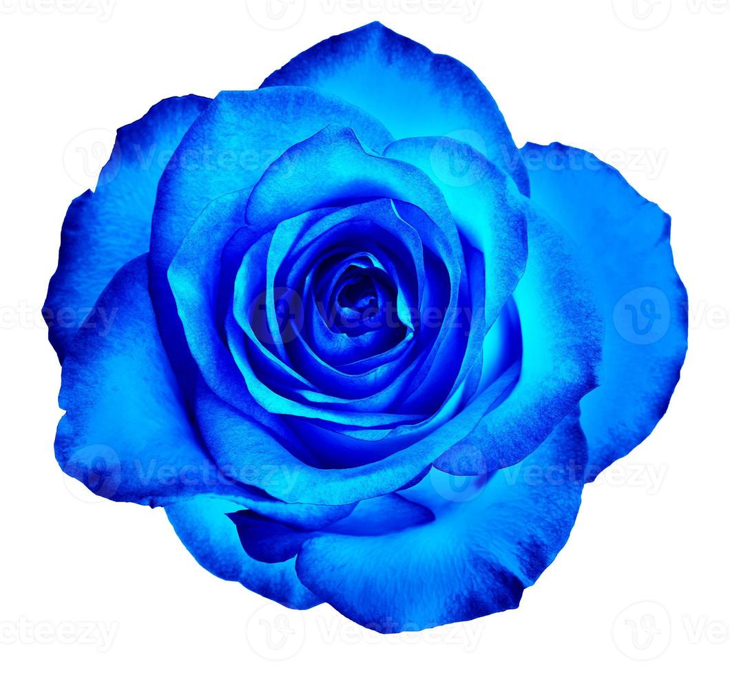 un capullo de una hermosa rosa floreciente en color azul clásico se aísla en un fondo blanco. foto