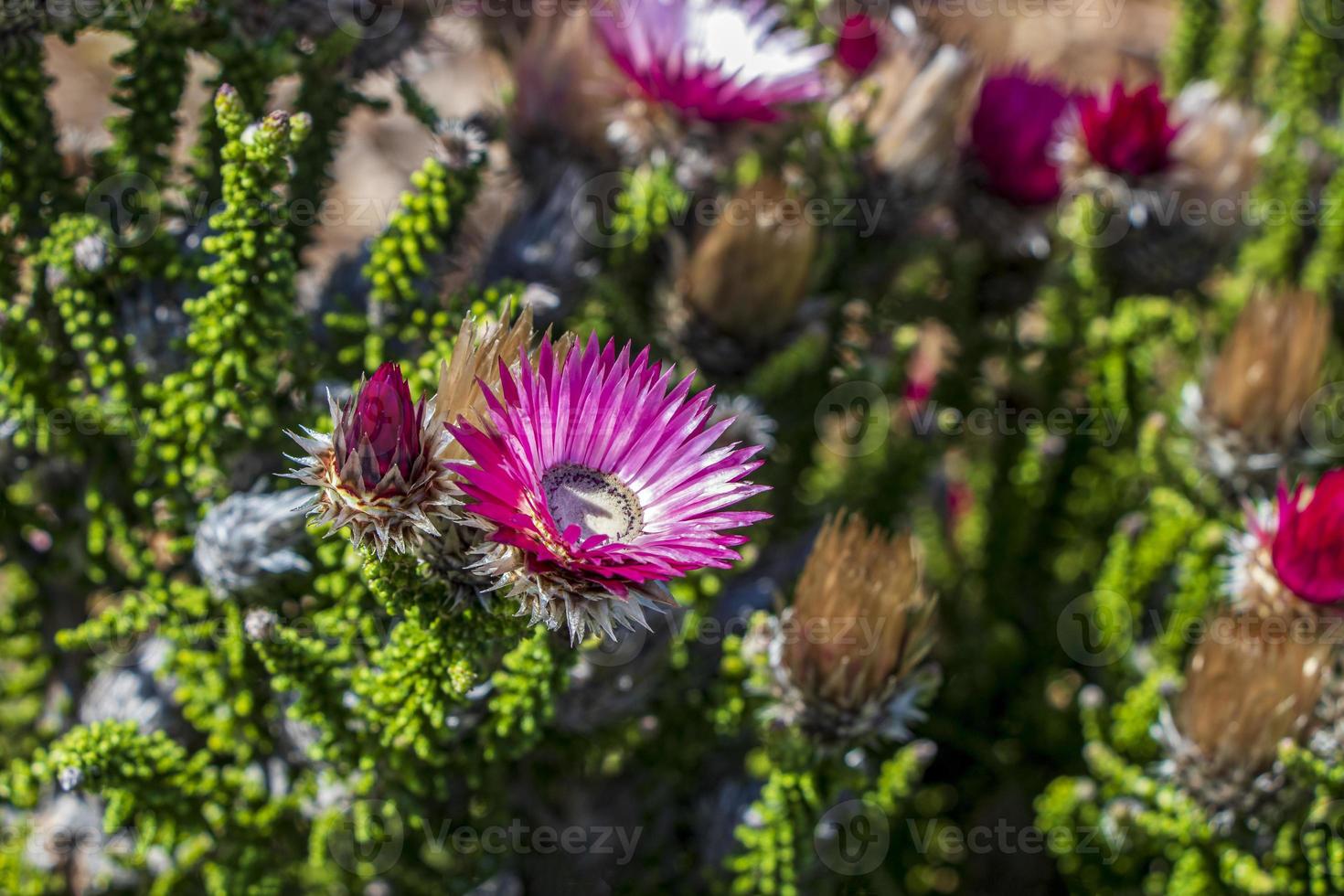 Plantas De Flores De Color Rosa Púrpura En Ciudad Del Cabo. foto