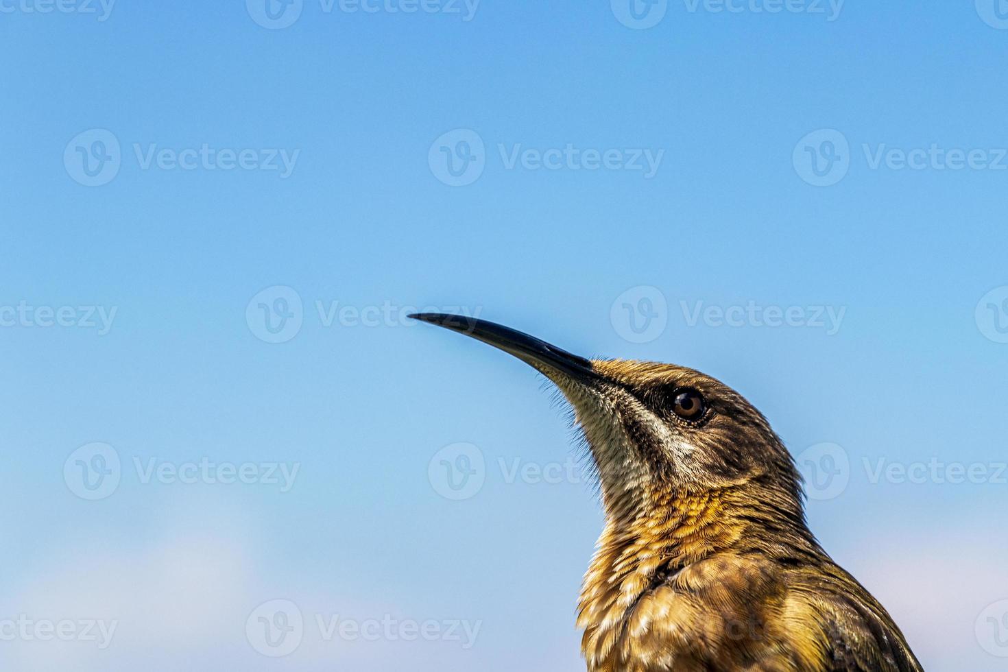 Cape sugarbird sitting on plants flowers, Kirstenbosch National Botanical Garden. photo