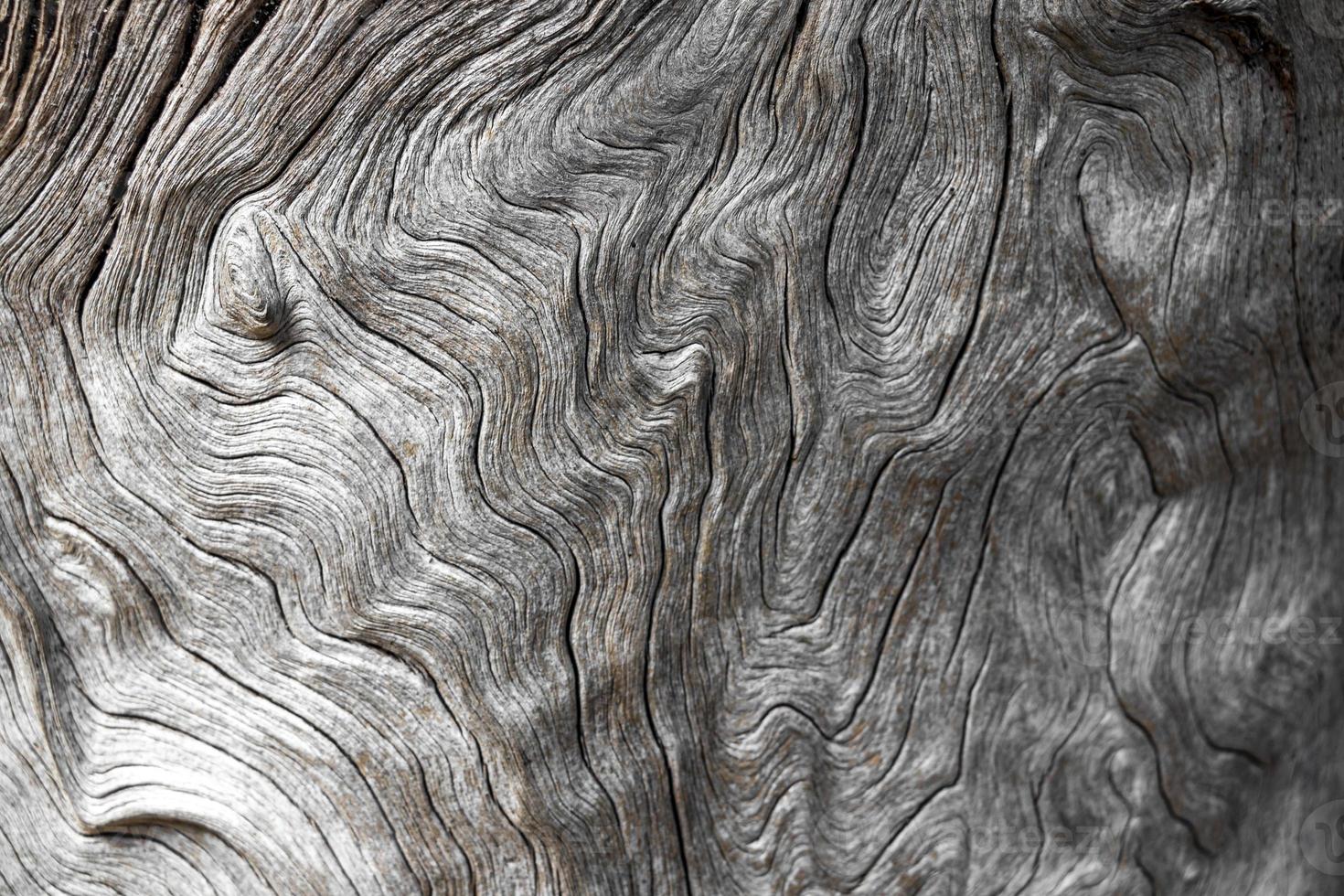 Beautiful curved tree texture from Cape Town, South Africa. photo