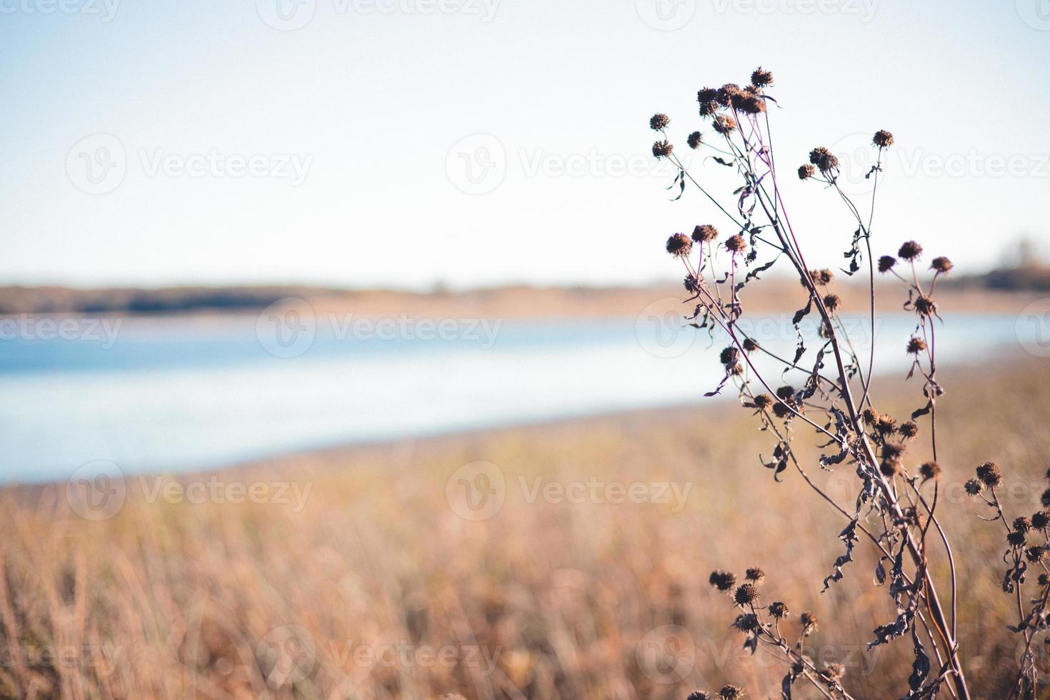 Dried plant leaning to the sun with seeds stuck to ends peaking over the yellowed grasses of the marsh land.  River bed seen in horizon. photo