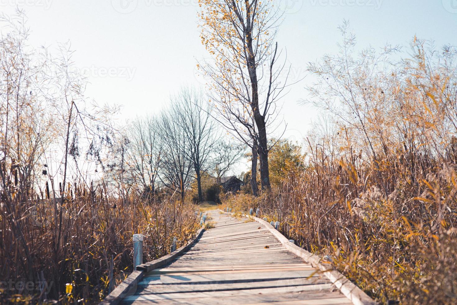 Plano general de un malecón destartalado a través del borde del bosque. cielo azul con árboles sin hojas. sombras del sol de arriba. ambiente tranquilo y pacífico. foto