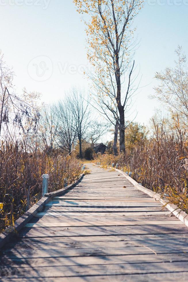 Rickety boardwalk through the edge of the forest. Blue sky with leafless tress. Shadows from the overhead sun. Quiet and peaceful atmosphere. photo