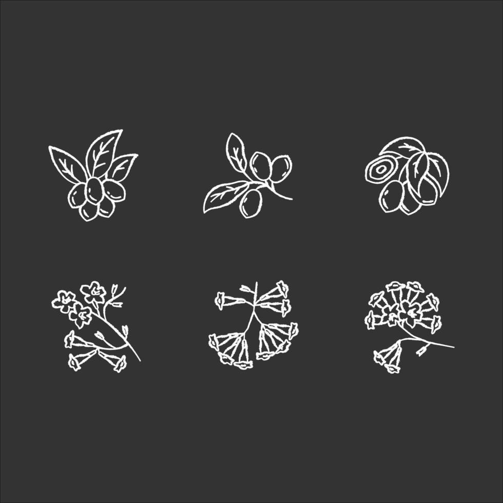 Brazilian flora chalk white icons set on black background. Miracle fruit. Ipe tree. Plumeria and jojoba. South american plant. Botany. Tropical blossom. Isolated vector chalkboard illustrations