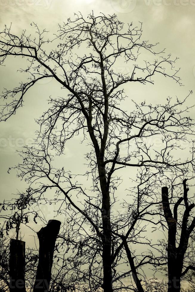 Bare tree silhouette against the sky. Leafless tree. photo