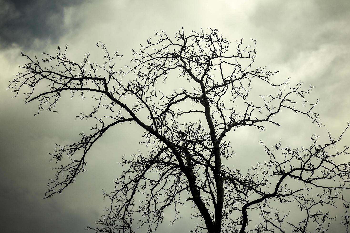 Bare tree silhouette against the sky. Leafless tree. photo