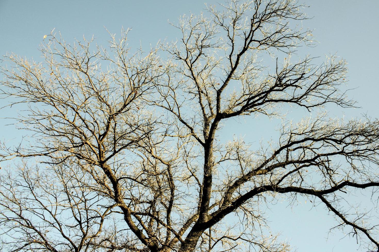 Ground view of a leafless tree against the blue sky. 4716091 Stock ...
