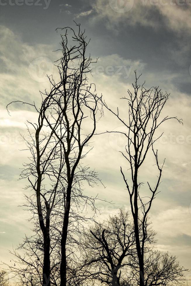 vista desde el suelo de un árbol sin hojas contra el cielo. foto