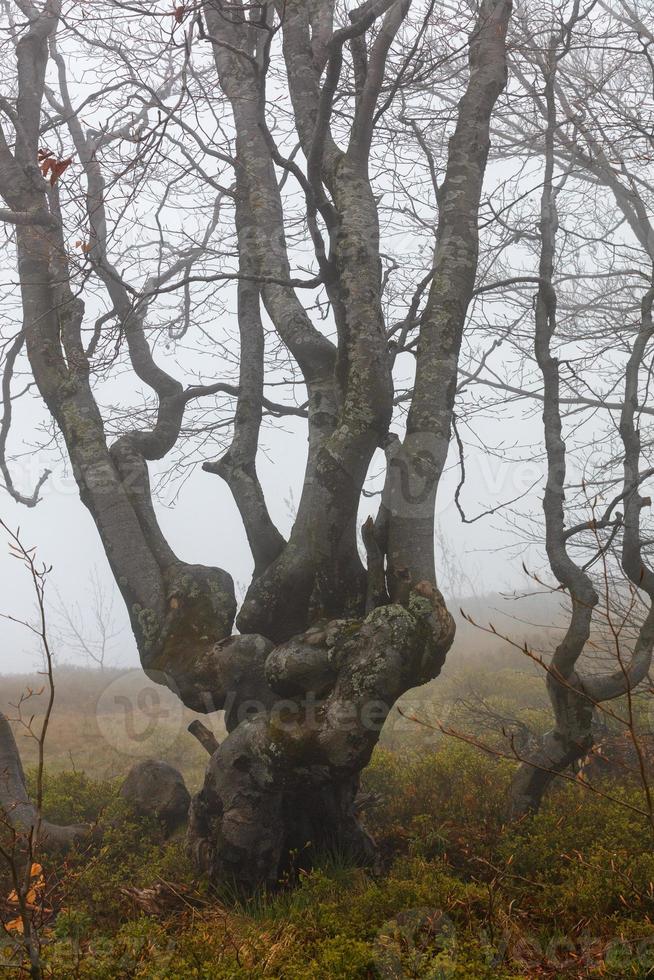 A twisted silhouette of a tree on a mountain slope against a background of heavy fog in early spring. photo