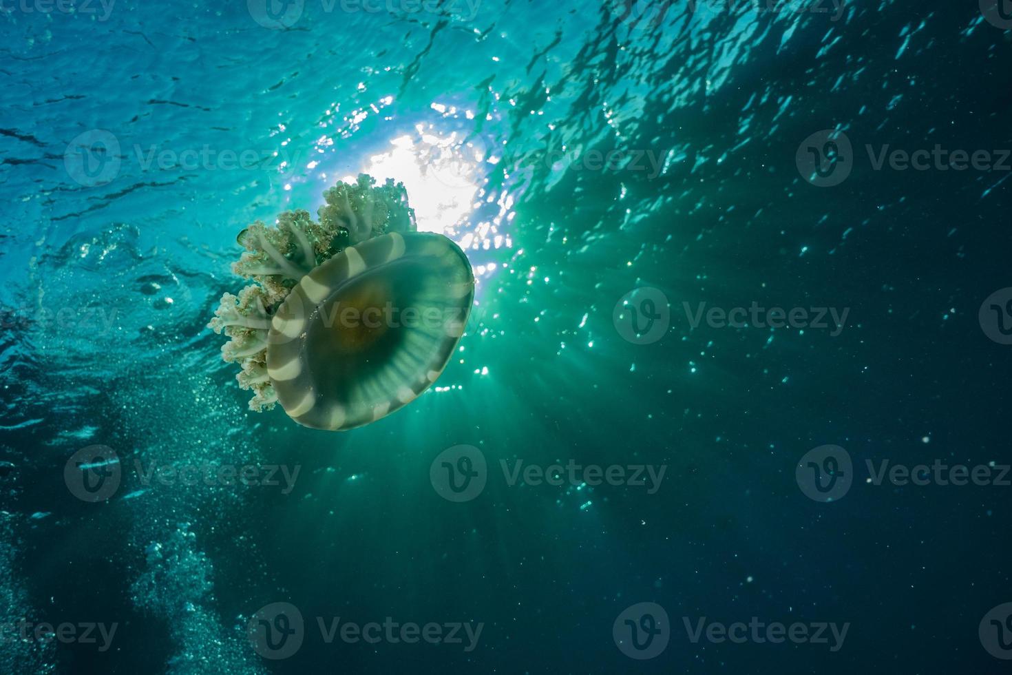 medusas en el mar rojo colorido y hermoso, eilat israel foto