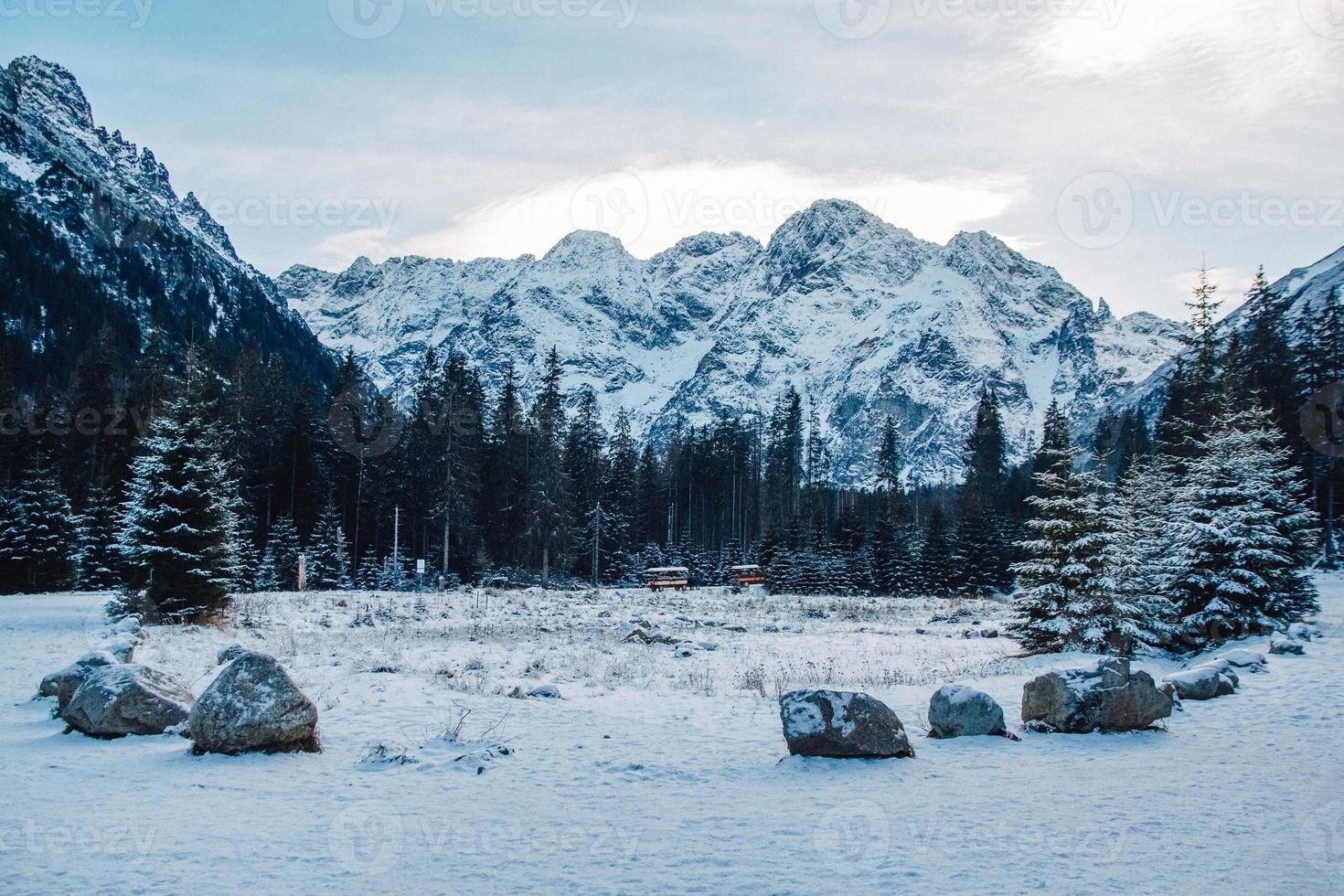 Beautiful winter landscape with snow covered trees photo