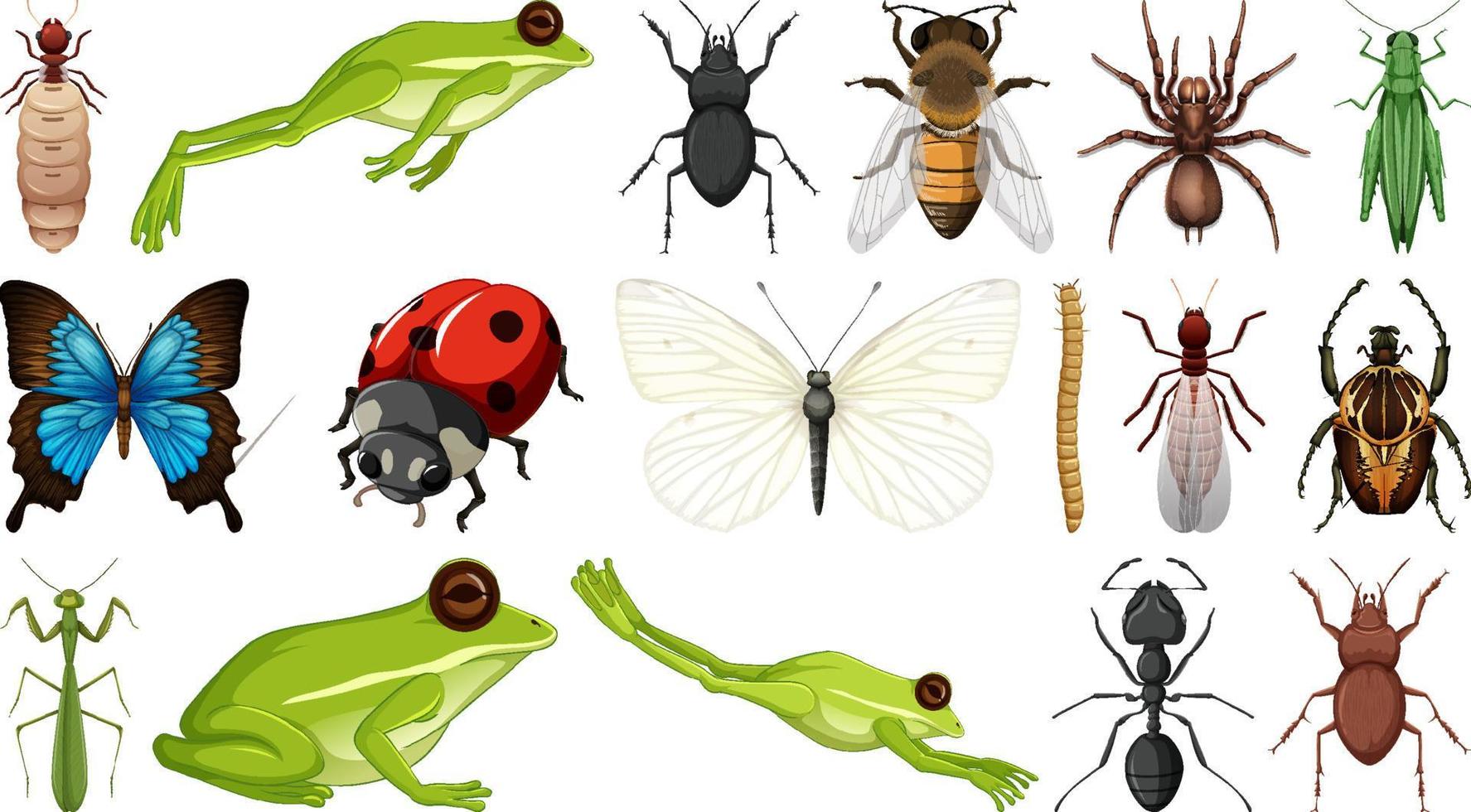 Colección de diferentes insectos aislado sobre fondo blanco. vector